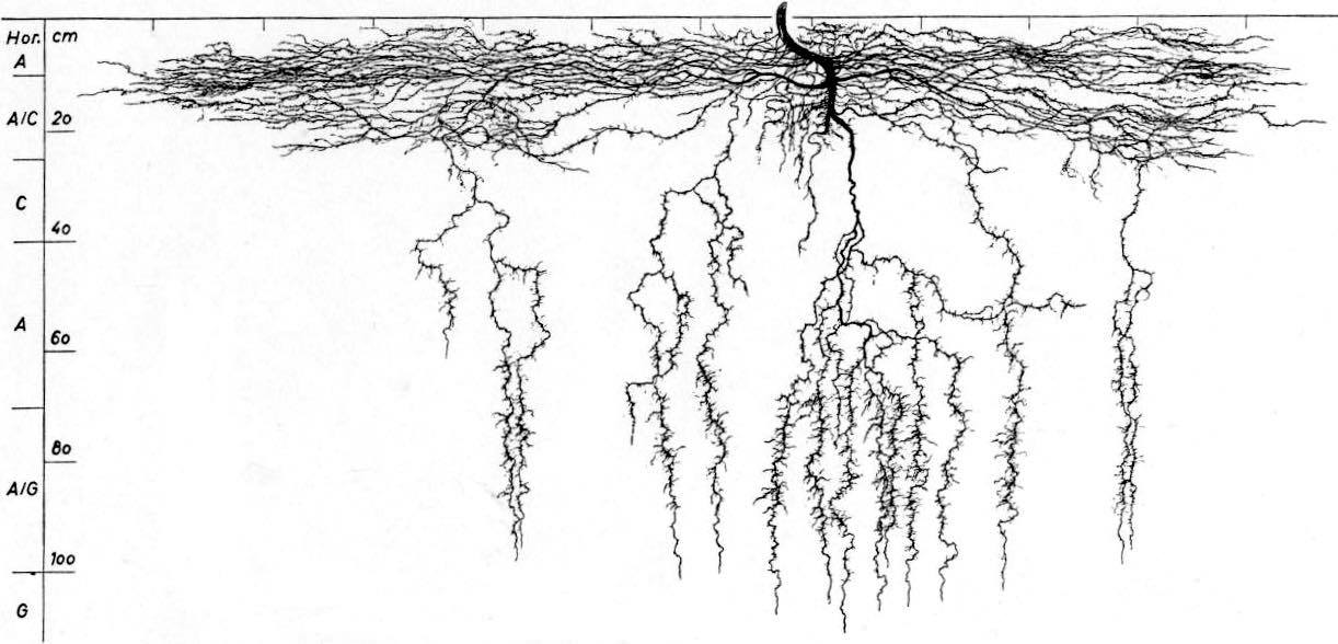 Cannabis roots underground